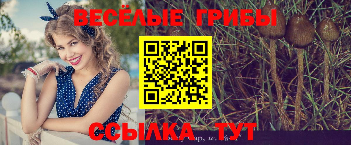 Новосибирск  Галлюциногенные грибы прущие грибы  Вход с VPN  Галлюциногенные грибы Cubensis 
